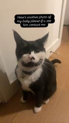 Lost Male Cat last seen Mill st and fern cres, Maple Ridge, BC V4R 0G8