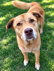 Shelter Stray Female Dog last seen , 5302 Stone St, Chattanooga, TN 37412, USA