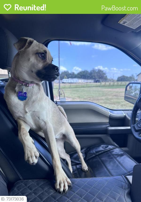 Reunited Female Dog last seen 2mi down from 1604 & 281 South intersection heading south, San Antonio, TX 78264
