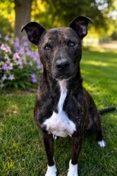 Shelter Stray Male Dog last seen , 5302 Stone St, Chattanooga, TN 37412, USA