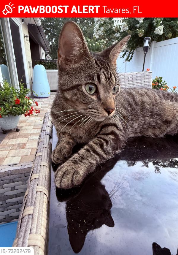 Lost Male Cat last seen Dora ave Golden Palm Villas, Tavares, FL 32778