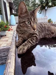 Lost Male Cat last seen Dora ave Golden Palm Villas, Tavares, FL 32778