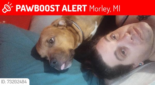 Lost Male Dog last seen Na, Morley, MI 49336