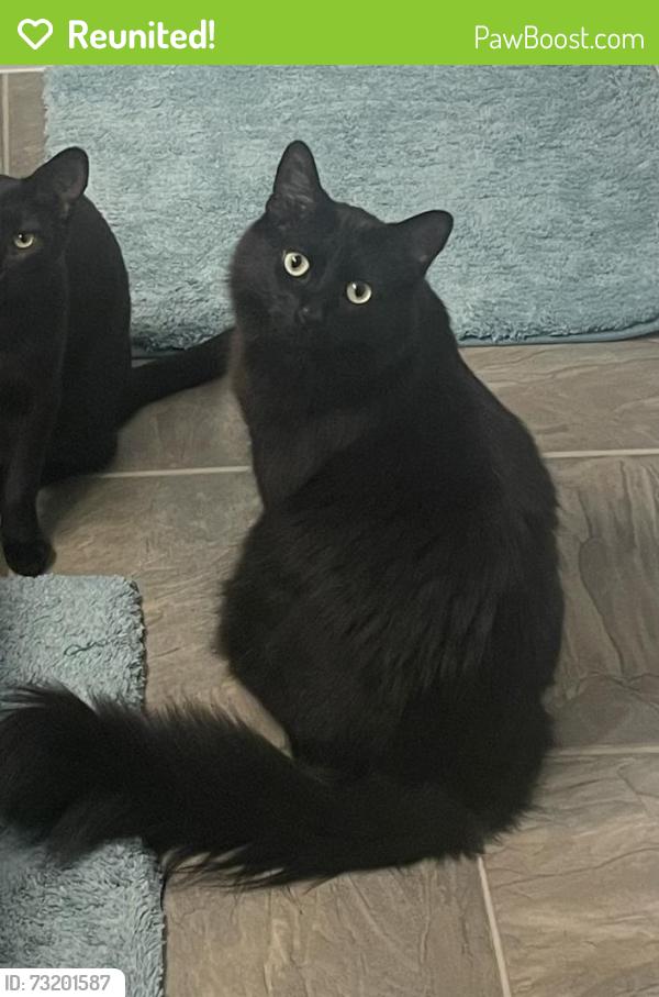 Reunited Male Cat last seen Sheridan and Lebo, Bremerton, WA 98310