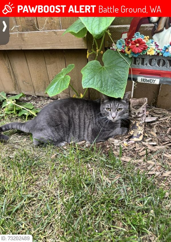 Lost Male Cat last seen Battle ground village, Battle Ground, WA 98604