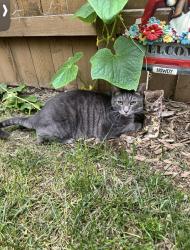 Lost Male Cat last seen Battle ground village, Battle Ground, WA 98604