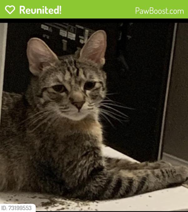 Reunited Female Cat last seen Bushard Yorktown, Huntington Beach, CA 92646