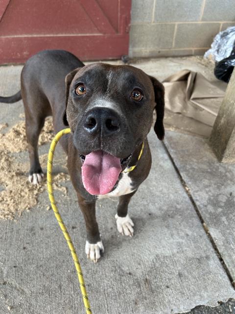 Shelter Stray Female Dog last seen CHARLOTTE, 8315 Byrum Dr, Charlotte, NC 28217, USA
