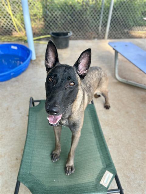Shelter Stray Female Dog last seen CHARLOTTE, 8315 Byrum Dr, Charlotte, NC 28217, USA