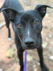 Shelter Stray Female Dog last seen CHARLOTTE, 8315 Byrum Dr, Charlotte, NC 28217, USA