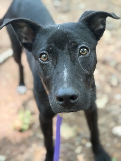 Shelter Stray Female Dog last seen CHARLOTTE, 8315 Byrum Dr, Charlotte, NC 28217, USA