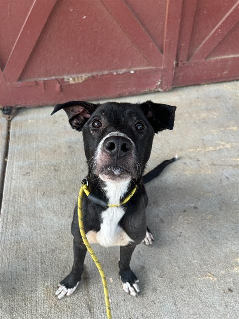Shelter Stray Male Dog last seen CHARLOTTE, 8315 Byrum Dr, Charlotte, NC 28217, USA