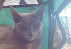 Shelter Stray Male Cat last seen Near BLOCK S. 38TH APT 8D, 3528 Newburg Rd, Louisville, KY 40218, USA
