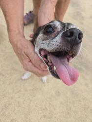 Found/Stray Female Dog last seen Regency, Centurion, GP 0157