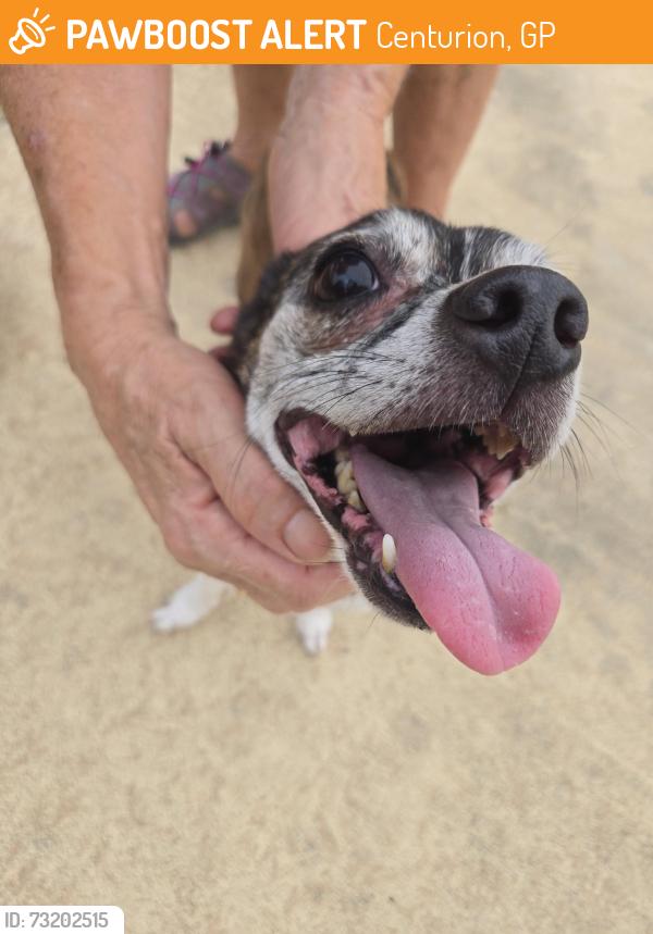 Found/Stray Female Dog last seen Regency, Centurion, GP 0157