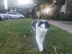 Lost Male Cat last seen Alta Vista Ln citrus height ca, Citrus Heights, CA 95610