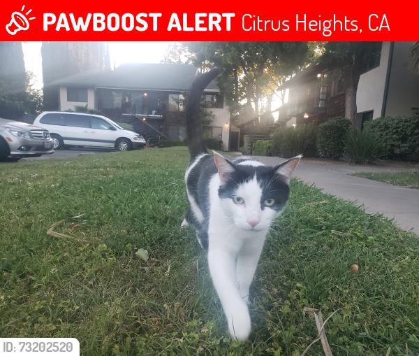 Lost Male Cat last seen Alta Vista Ln citrus height ca, Citrus Heights, CA 95610