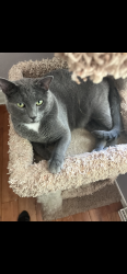 Reunited Male Cat last seen Hazelwood Avenue and Wood Ln, Green Bay, WI 54304