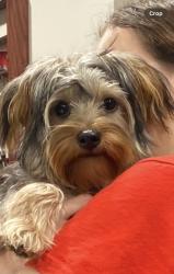 Reunited Male Dog last seen Browns lane and Hubbards lane, Saint Matthews, KY 40207