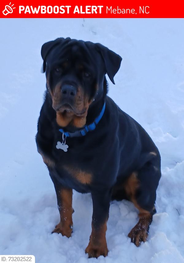 Lost Male Dog last seen Oscar Gammon Road, Mebane, NC 27302