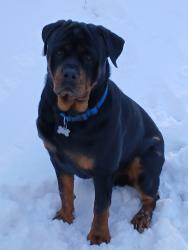 Lost Male Dog last seen Oscar Gammon Road, Mebane, NC 27302