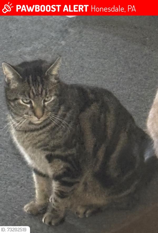 Lost Male Cat last seen Church St Honesdale, Honesdale, PA 18431