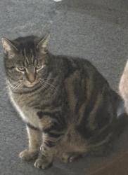 Lost Male Cat last seen Church St Honesdale, Honesdale, PA 18431