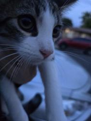 Found/Stray Unknown Cat last seen Colorado Ave and Bryant Street in denver, Denver, CO 80219