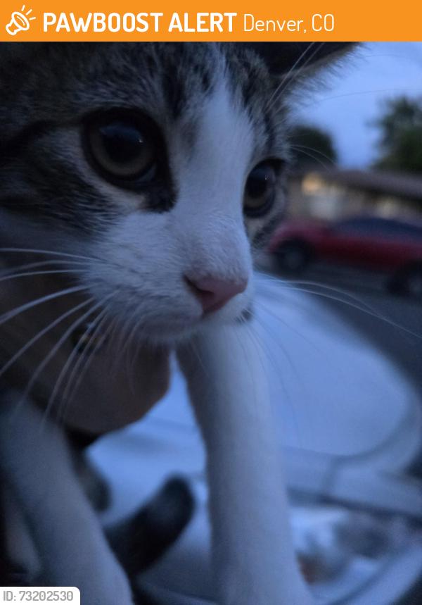 Found/Stray Unknown Cat last seen Colorado Ave and Bryant Street in denver, Denver, CO 80219
