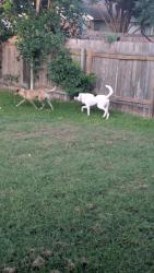 Reunited Unknown Dog last seen Ty Cobb place, Round Rock, TX 78665