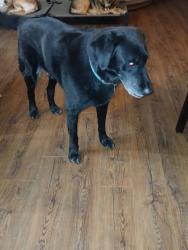 Lost Male Dog last seen FM 70 and FM 1833, Robstown, Tx, Nueces County, TX 78380