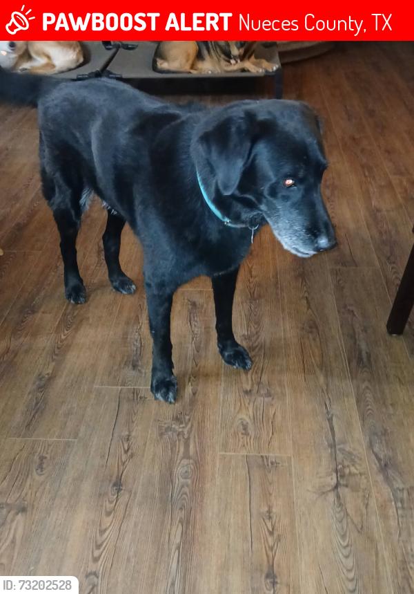 Lost Male Dog last seen FM 70 and FM 1833, Robstown, Tx, Nueces County, TX 78380