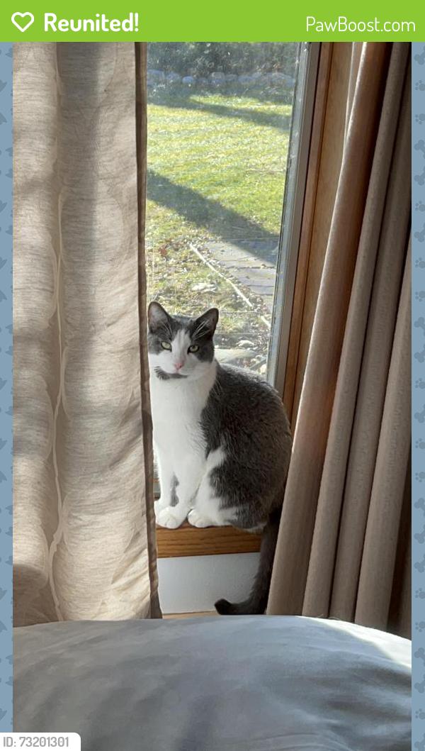 Reunited Male Cat last seen Near Overlook Cir, Brookfield WI 53045, Brookfield, WI 53045