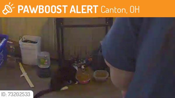 Found/Stray Female Cat last seen 13th sw and 14th sw, Canton, OH 44710