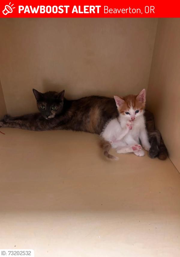 Lost Female Cat last seen Near SW Center St Beaverton, OR 97005 United States, Beaverton, OR 97005