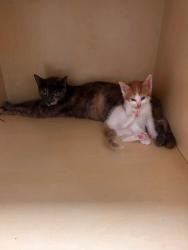 Lost Female Cat last seen Near SW Center St Beaverton, OR 97005 United States, Beaverton, OR 97005