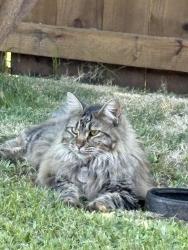 Lost Male Cat last seen Rainer and Green Oaks, Plano, TX 75023