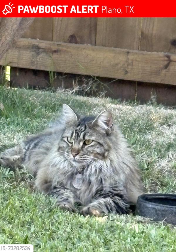 Lost Male Cat last seen Rainer and Green Oaks, Plano, TX 75023