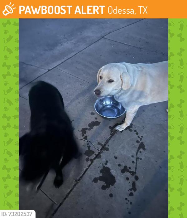 Found/Stray Male Dog last seen Maple and Blossom, Odessa, TX 79762