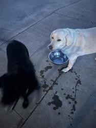 Found/Stray Male Dog last seen Maple and Blossom, Odessa, TX 79762