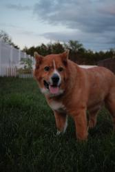 Lost Male Dog last seen Off Mahala drive behind stoner mill, Nashville, TN 37076