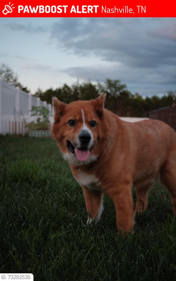 Lost Male Dog last seen Off Mahala drive behind stoner mill, Nashville, TN 37076