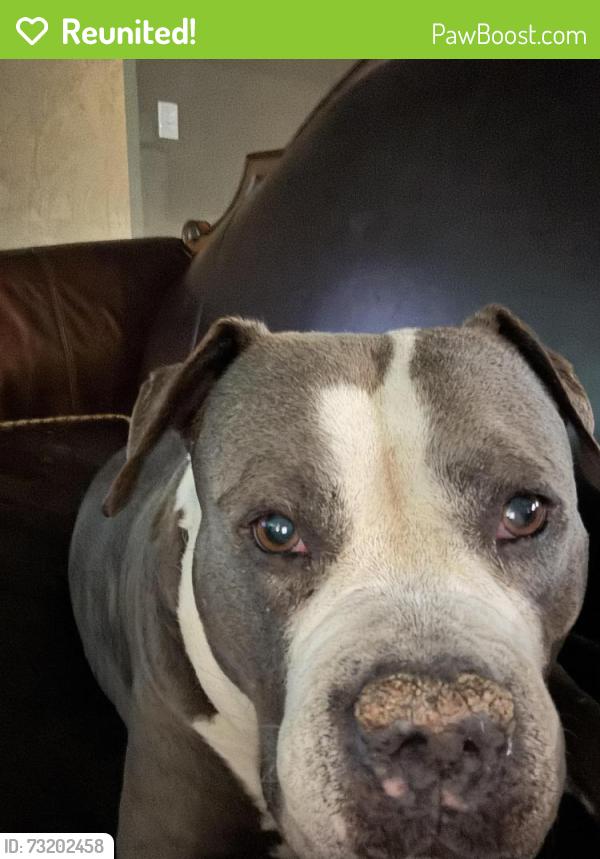 Reunited Female Dog last seen Starbucks, food lion, aloha Hawaiian bbq, Virginia Beach, VA 23462