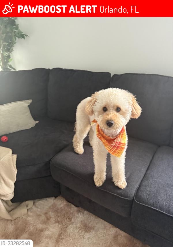 Lost Male Dog last seen Near Brightwell Court in the Spring Lake neighborhood, Orlando, FL 32824