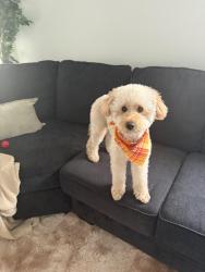 Lost Male Dog last seen Near Brightwell Court in the Spring Lake neighborhood, Orlando, FL 32824