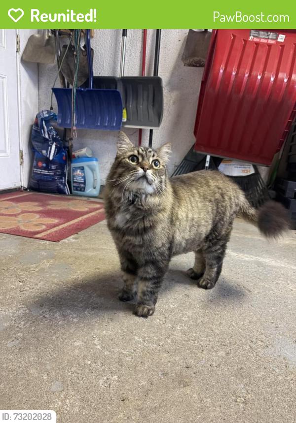 Reunited Unknown Cat last seen autumn hill / weshtheights, Kitchener, ON N2N 1K9