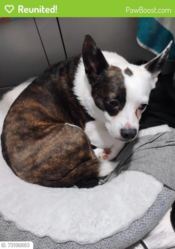 Reunited Female Dog last seen Lakeshore Road and RR43, Wabamun, AB T0E 2K0