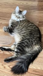 Lost Male Cat last seen Quail pond way, Kissimmee, FL 34743