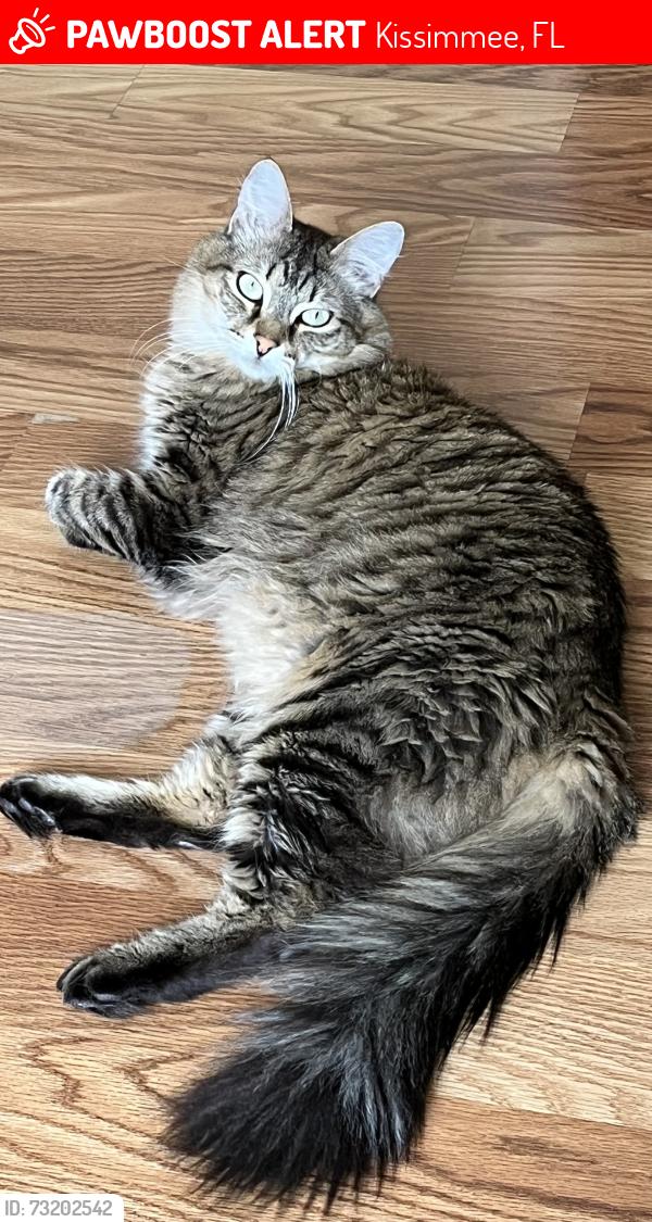 Lost Male Cat last seen Quail pond way, Kissimmee, FL 34743