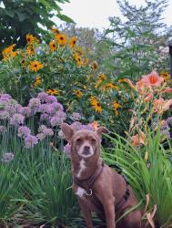 Reunited Female Dog last seen Yonge and Gerrard, Toronto, ON M5B 1S1